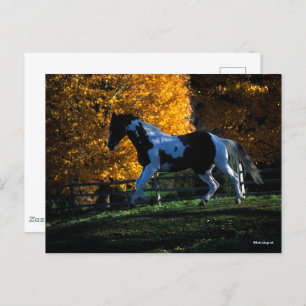 Carte Postale Bob Langrish   Paint Horse Runn Automne
