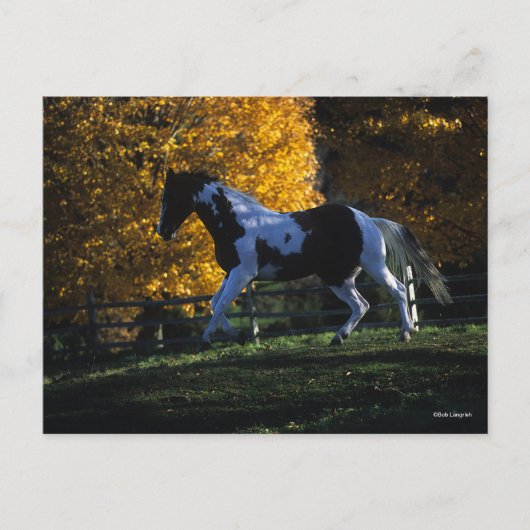 Carte Postale Bob Langrish | Paint Horse Runn Automne (Devant)