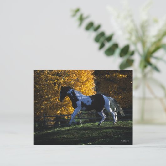 Carte Postale Bob Langrish | Paint Horse Runn Automne (Debout devant)