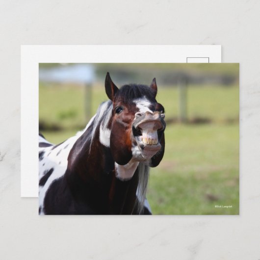 Carte Postale Bob Langrish | Paint Horse Stallion Flehmen (Devant / Derrière)