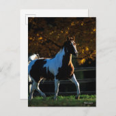 Carte Postale Bob Langrish | Paint Horse Walking Backlight Autom (Devant / Derrière)
