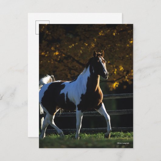 Carte Postale Bob Langrish | Paint Horse Walking Backlight Autom (Devant / Derrière)