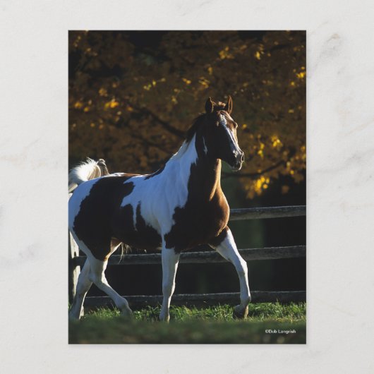 Carte Postale Bob Langrish | Paint Horse Walking Backlight Autom (Devant)