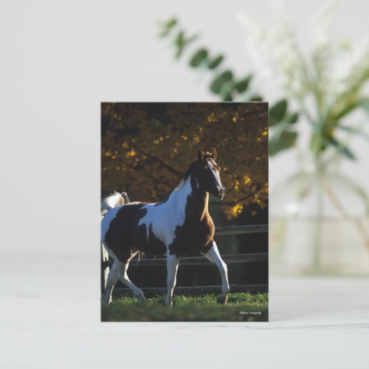 Carte Postale Bob Langrish | Paint Horse Walking Backlight Autom (Debout devant)