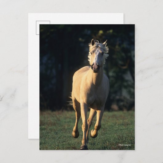 Carte Postale Bob Langrish | Palomino Horse Running Backlight (Devant / Derrière)