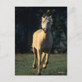 Carte Postale Bob Langrish | Palomino Horse Running Backlight (Devant)