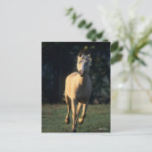 Carte Postale Bob Langrish | Palomino Horse Running Backlight (Debout devant)