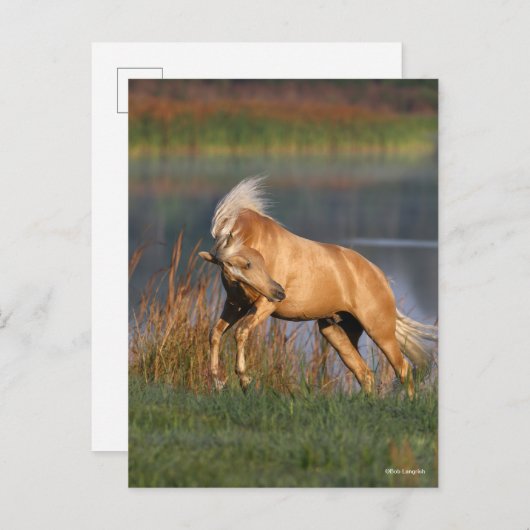 Carte Postale Bob Langrish | Palomino Lusitano Stallion Bucking (Devant / Derrière)