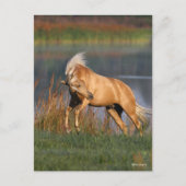 Carte Postale Bob Langrish | Palomino Lusitano Stallion Bucking (Devant)