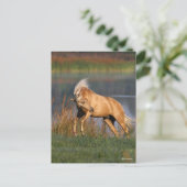 Carte Postale Bob Langrish | Palomino Lusitano Stallion Bucking (Debout devant)