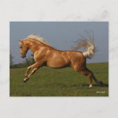 Carte Postale Bob Langrish | Palomino Lusitano Stallion Leaping (Devant)