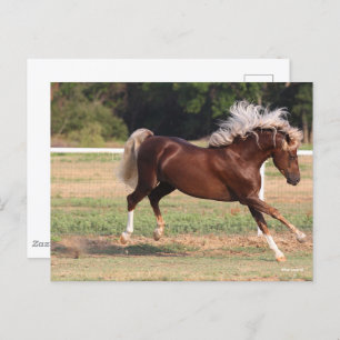 Carte Postale Bob Langrish Palomino Morgan Horse Bucking
