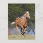 Carte Postale Bob Langrish | Palomino Quarter Cheval Courir (Devant)