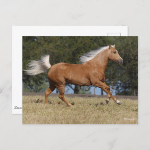 Carte Postale Bob Langrish Palomino Quarter Cheval Courir
