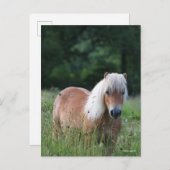 Carte Postale Bob Langrish | Palomino Shetland Debout Dans L'Her (Devant / Derrière)