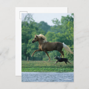 Carte Postale Bob Langrish   Palomino Tennessee Walker and Dog