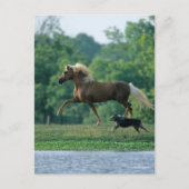 Carte Postale Bob Langrish | Palomino Tennessee Walker and Dog (Devant)