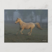 Carte Postale Bob Langrish | Palomino Tennessee Walker dans Mist (Devant)