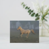 Carte Postale Bob Langrish | Palomino Tennessee Walker dans Mist (Debout devant)