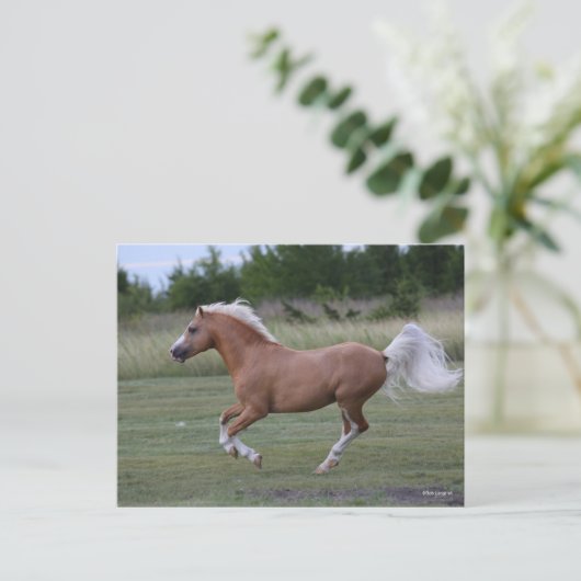 Carte Postale Bob Langrish | Palomino Welsh Pony Running (Debout devant)