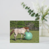 Carte Postale Bob Langrish | Paso Fino Cheval Jouer Avec Ball (Debout devant)