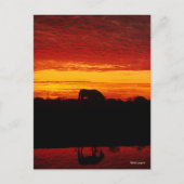 Carte Postale Bob Langrish | Pâturage arabe à cheval au coucher  (Devant)