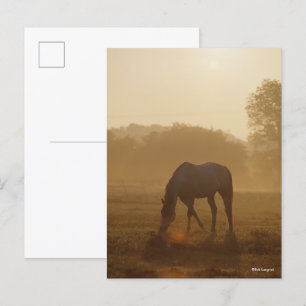 Carte Postale Bob Langrish Pâturage arabe au coucher du soleil