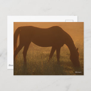 Carte Postale Bob Langrish   Pâturage Arabe Dans La Poêle