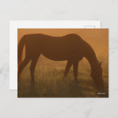 Carte Postale Bob Langrish | Pâturage Arabe Dans La Poêle (Devant / Derrière)