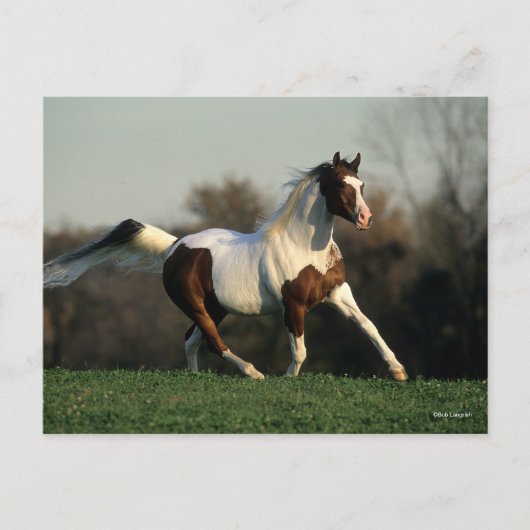 Carte Postale Bob Langrish | Pinto Arab Mane and Tail Flower (Devant)