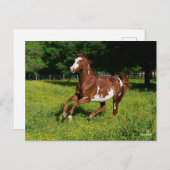 Carte Postale Bob Langrish | Pinto Oldenburg Courir en fleurs (Devant / Derrière)