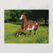 Carte Postale Bob Langrish | Pinto Oldenburg Courir en fleurs (Devant)