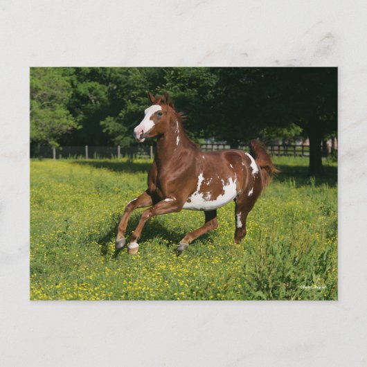 Carte Postale Bob Langrish | Pinto Oldenburg Courir en fleurs (Devant)