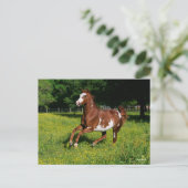 Carte Postale Bob Langrish | Pinto Oldenburg Courir en fleurs (Debout devant)