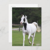 Carte Postale Bob Langrish | Pinto Warmblood (Devant / Derrière)