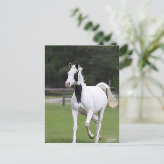 Carte Postale Bob Langrish | Pinto Warmblood (Debout devant)