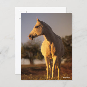 Carte Postale Bob Langrish   Poignée arabe grise