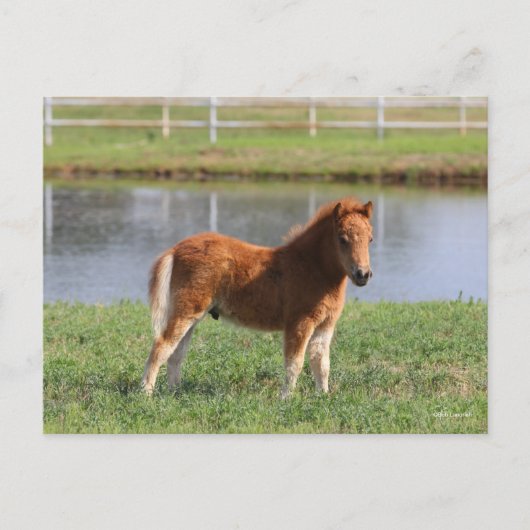 Carte Postale Bob Langrish | Poisson de poney miniature debout (Devant)