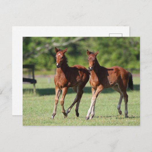 Carte Postale Bob Langrish | Quart de chevaux Foals Together (Devant / Derrière)