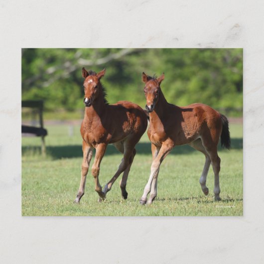Carte Postale Bob Langrish | Quart de chevaux Foals Together (Devant)