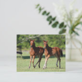 Carte Postale Bob Langrish | Quart de chevaux Foals Together (Debout devant)