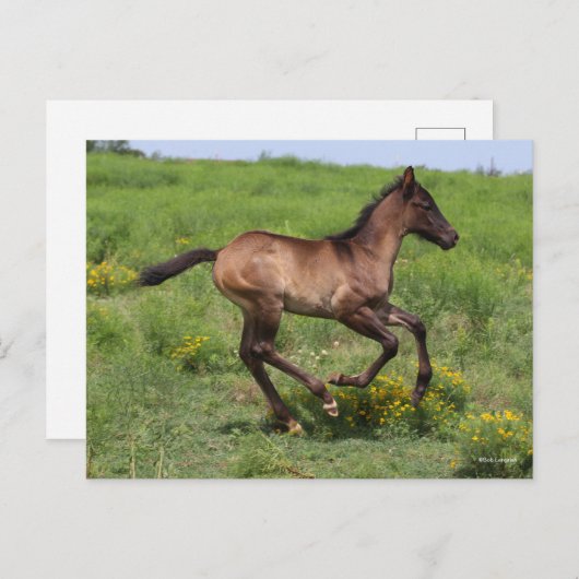 Carte Postale Bob Langrish | Quart Horse Foal Running (Devant / Derrière)