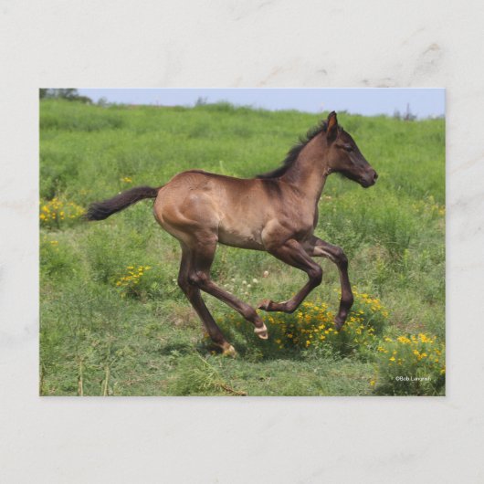 Carte Postale Bob Langrish | Quart Horse Foal Running (Devant)