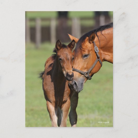 Carte Postale Bob Langrish Quarter Cheval Mare et Foal Cuddin (Devant)