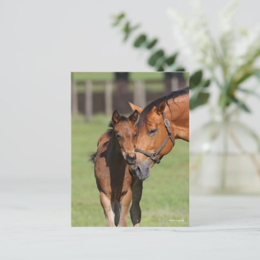 Carte Postale Bob Langrish Quarter Cheval Mare et Foal Cuddin (Debout devant)