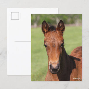 Carte Postale Bob Langrish Quarter Horse Foal Headshot