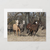 Carte Postale Bob Langrish | Quatre Chevaux De Courbe Bashkir Co (Devant / Derrière)