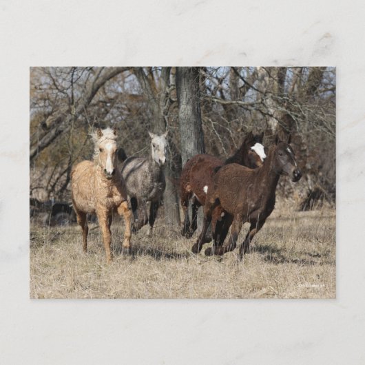 Carte Postale Bob Langrish | Quatre Chevaux De Courbe Bashkir Co (Devant)