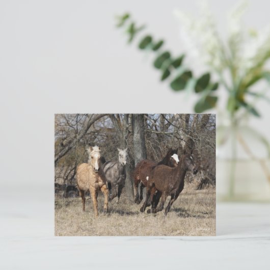 Carte Postale Bob Langrish | Quatre Chevaux De Courbe Bashkir Co (Debout devant)