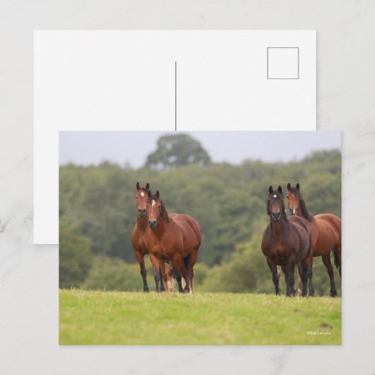 Carte Postale Bob Langrish | Quatre Ponts gallois se rassemblent (Devant / Derrière)